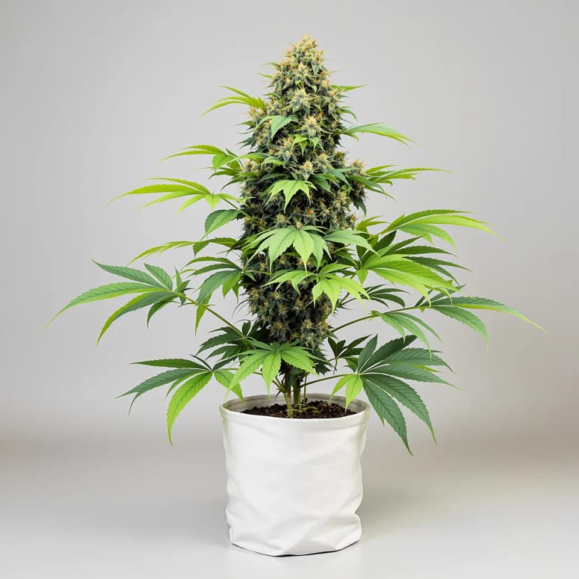 Animal Cookies feminized cannabis plant