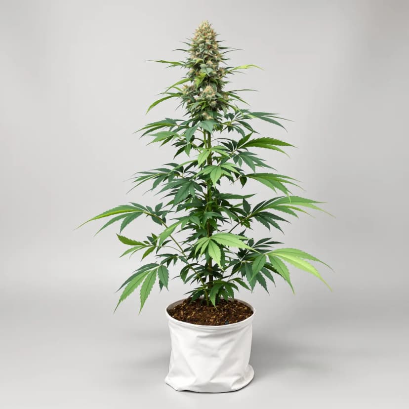 Anonymous OG feminized cannabis plant