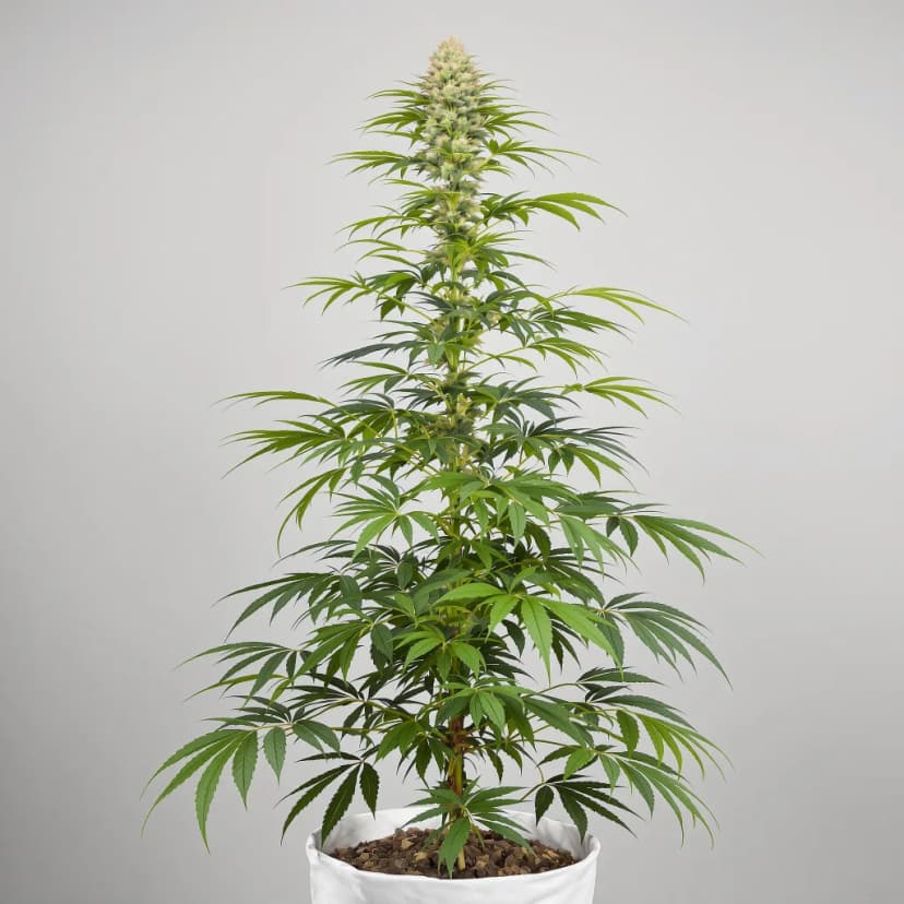 Apollo 13 feminized cannabis plant