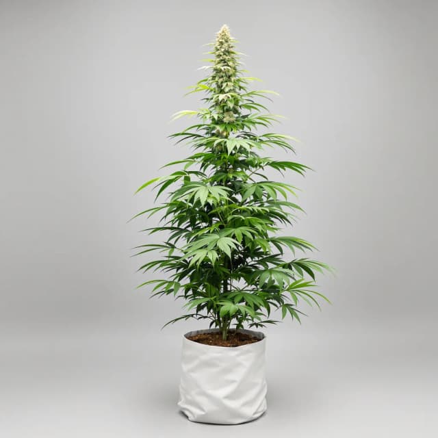 Apple Runtz feminized cannabis plant