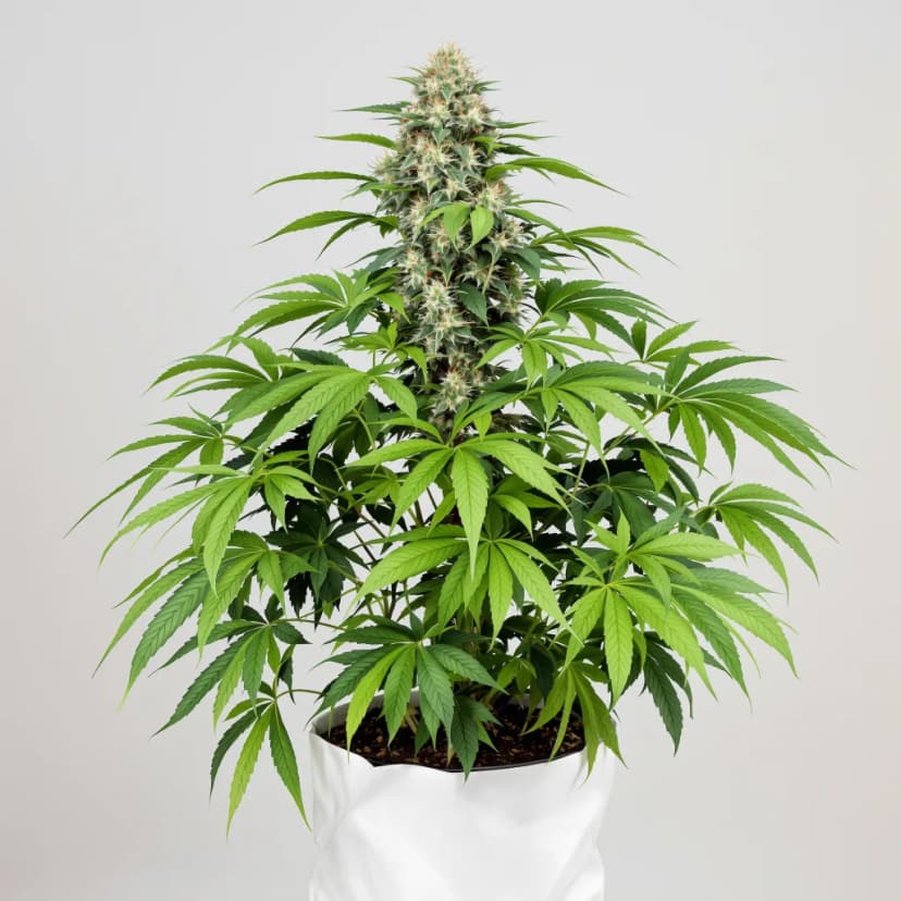 Apple Tarts feminized cannabis plant
