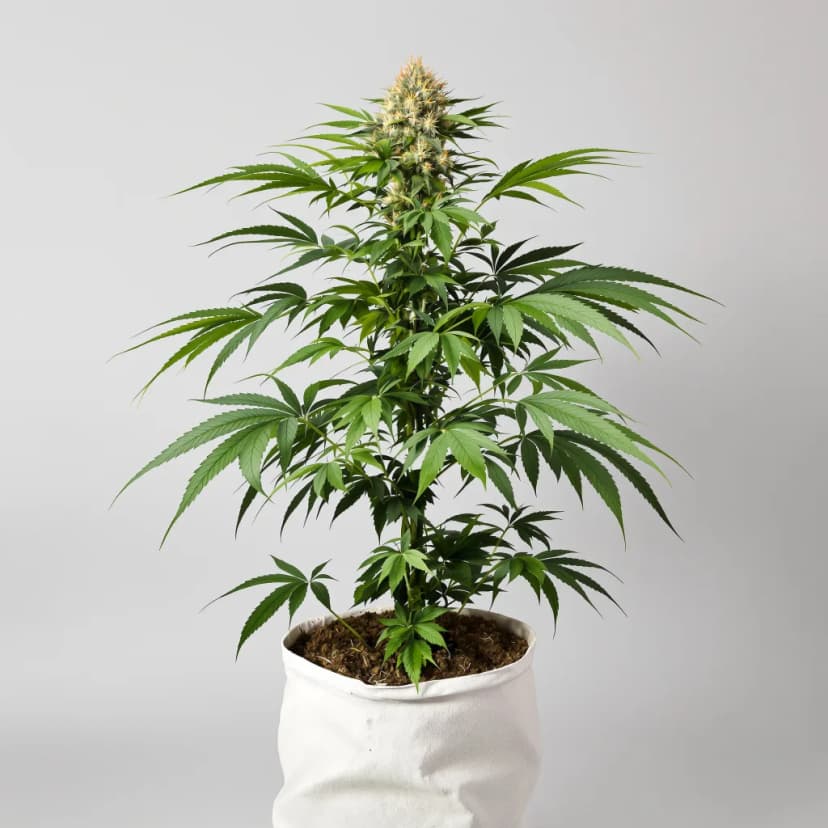 Appleberry feminized cannabis plant