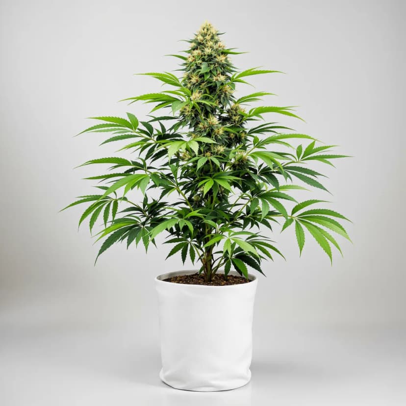Athabasca feminized cannabis plant