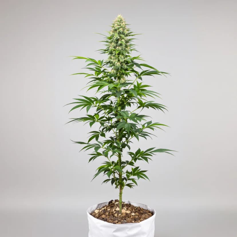 Aurora Borealis feminized cannabis plant