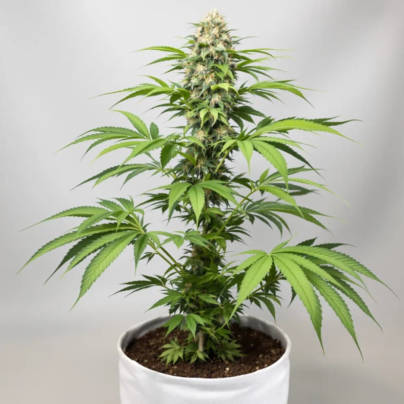Aurora feminized cannabis plant