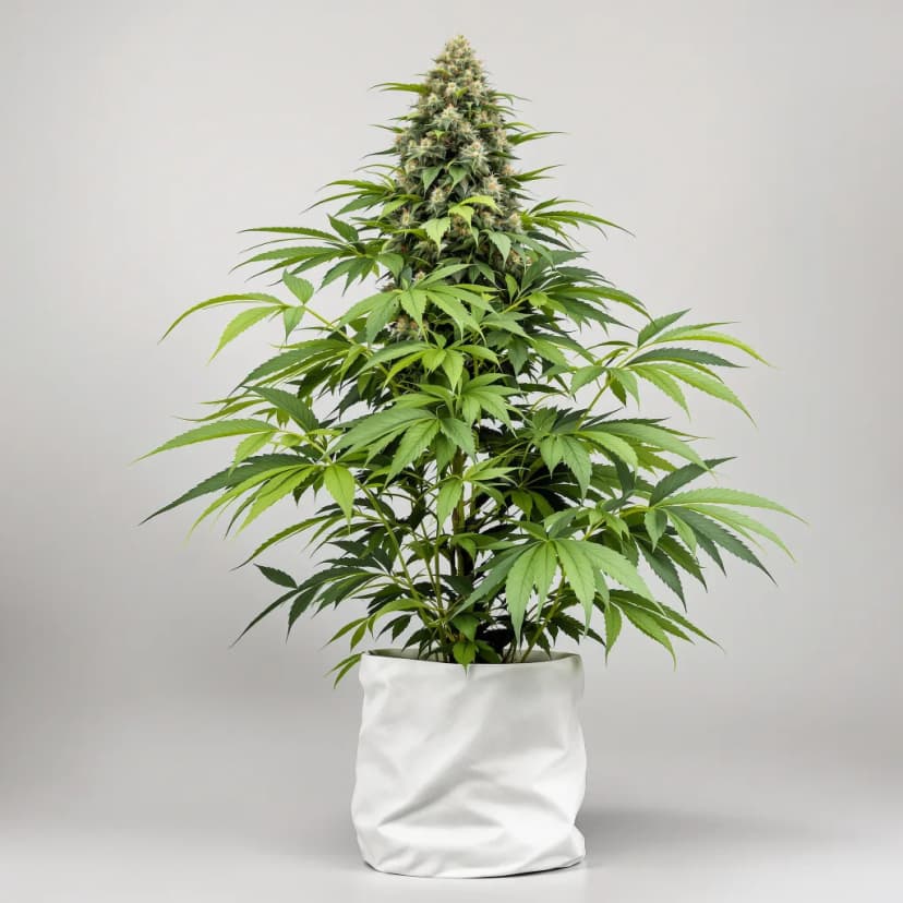 Avalon feminized cannabis plant