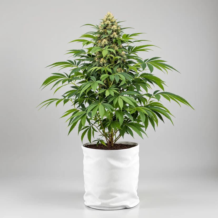 Ayahuasca Purple autoflower cannabis plant