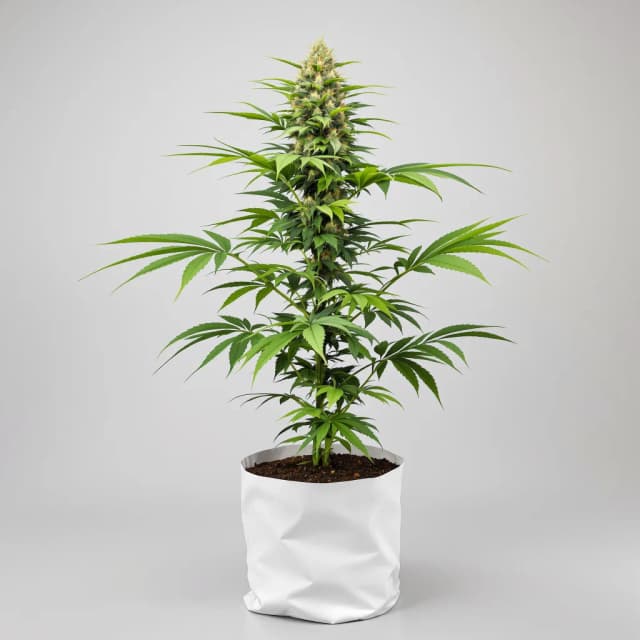 B-52 cannabis seeds packaging, Royal King Seeds USA