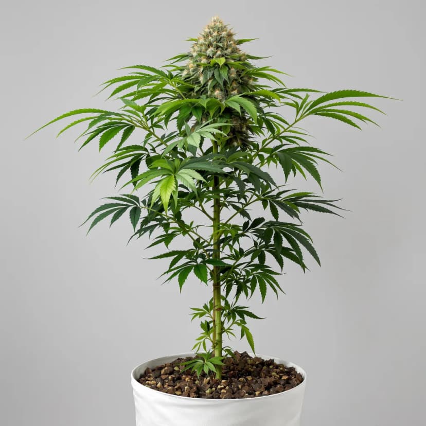 B-52 feminized cannabis plant