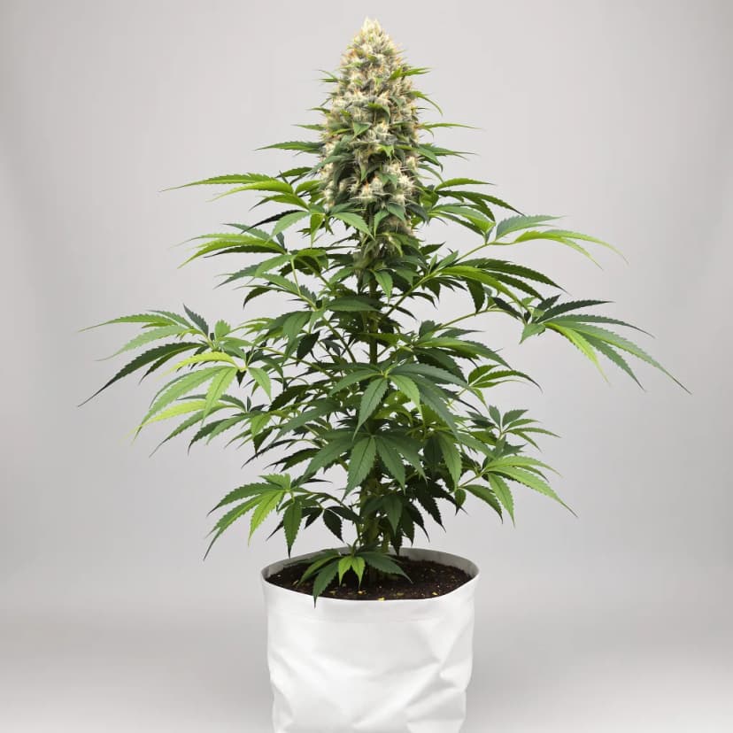 Badazz Cheese feminized cannabis plant