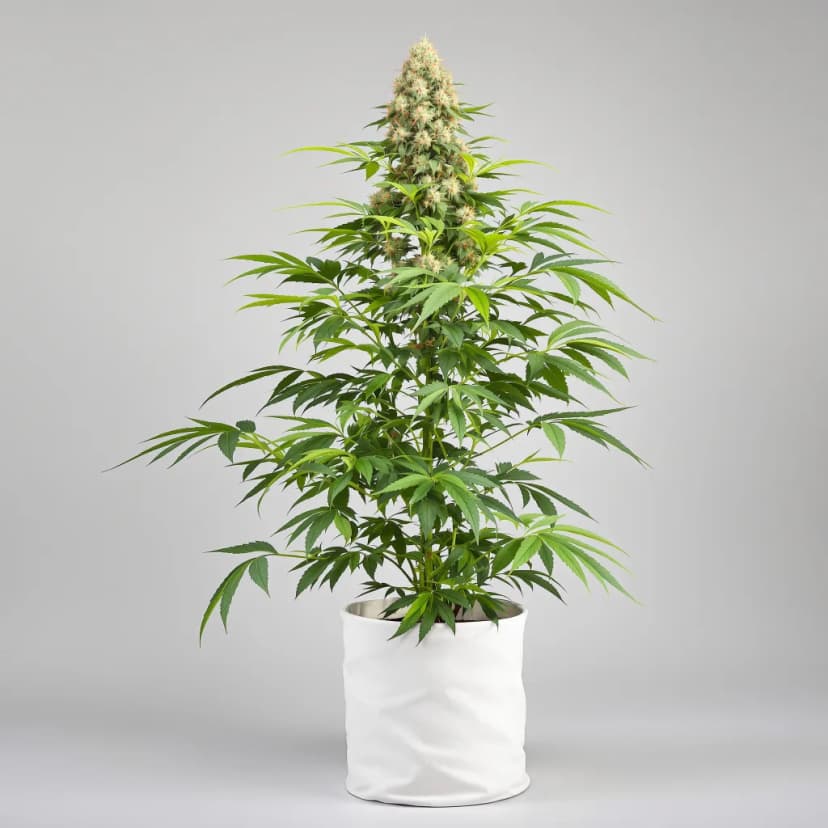 Baked Alaska feminized cannabis plant