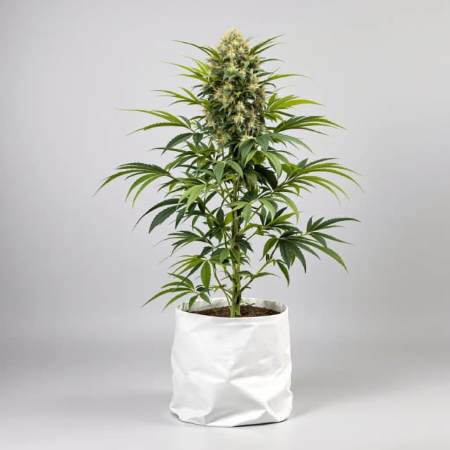 Baked Apple feminized cannabis plant