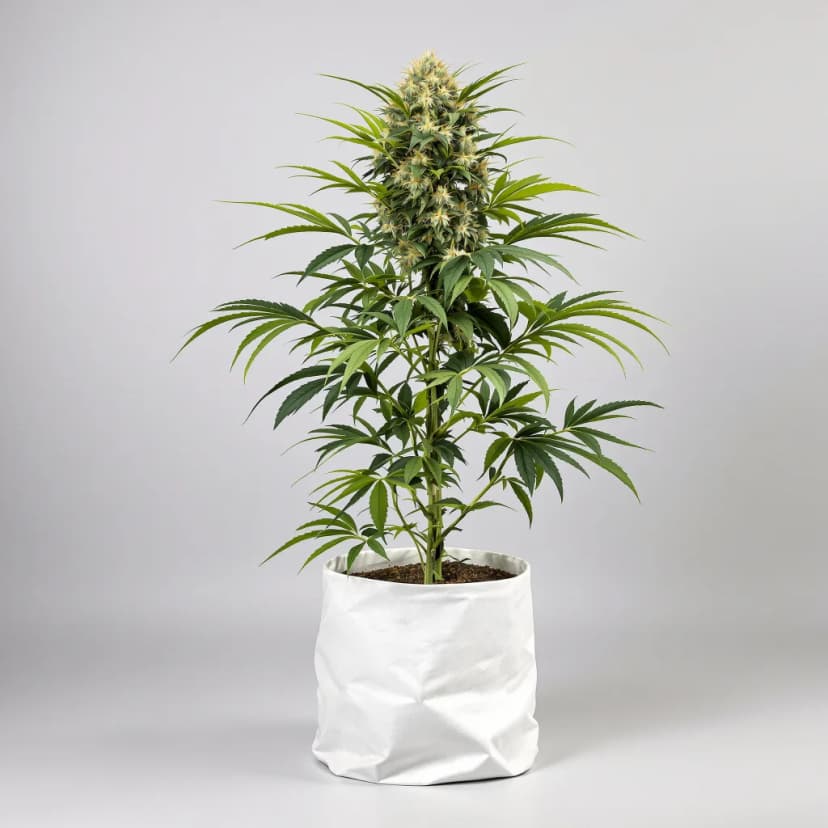 Baked Apple feminized cannabis plant