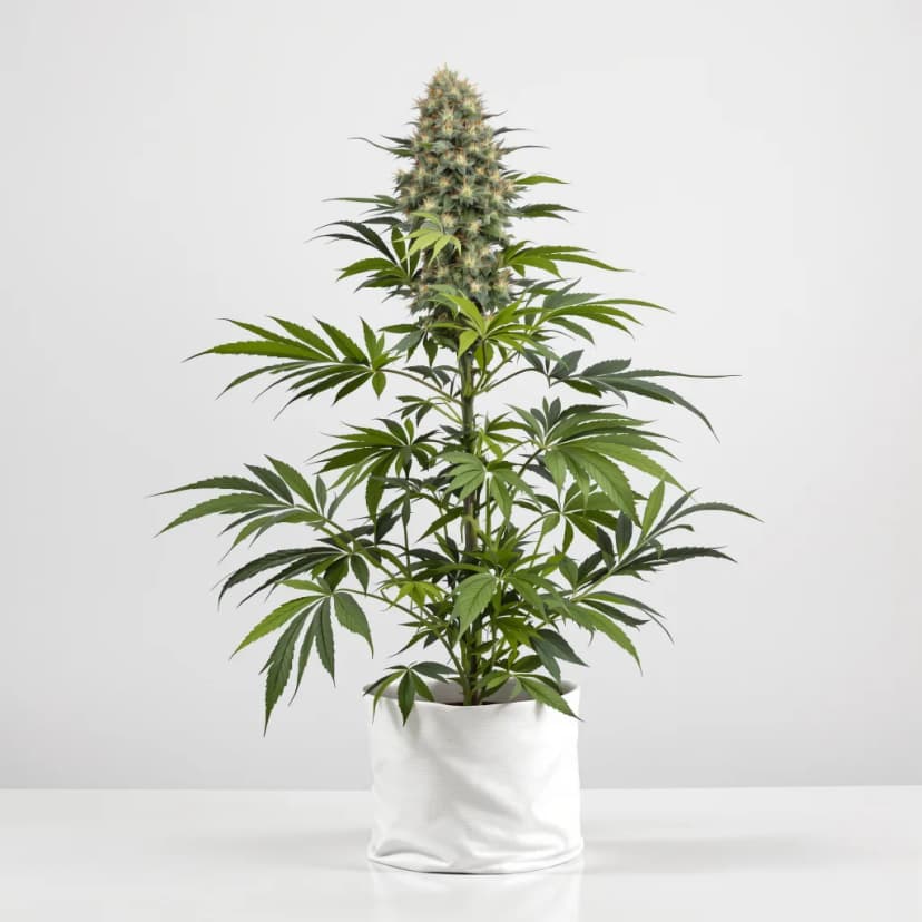Bakerstreet autoflower cannabis plant