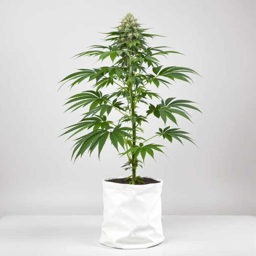 Bakerstreet feminized cannabis plant