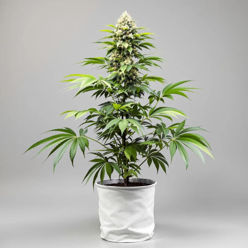 Banana Cooler feminized cannabis plant