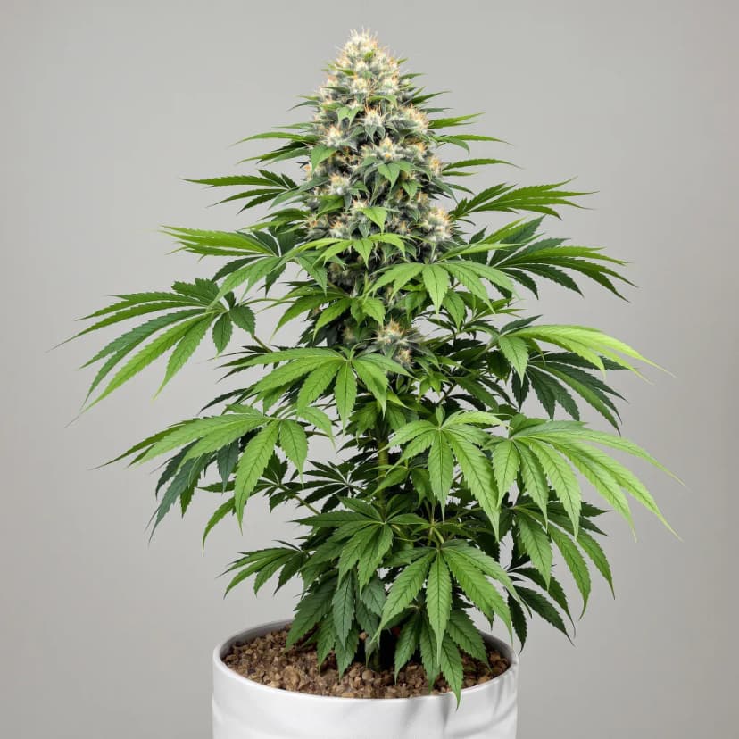 Banana Cream OG autoflower cannabis plant