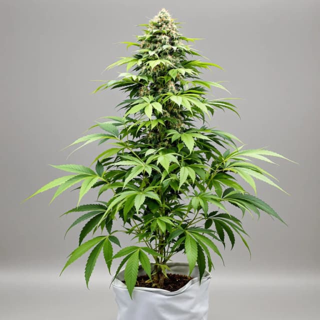 Banana Diesel feminized cannabis plant
