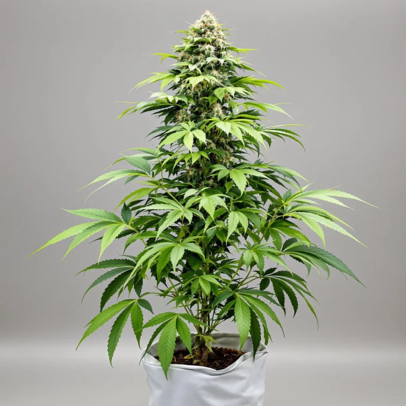 Banana Diesel feminized cannabis plant