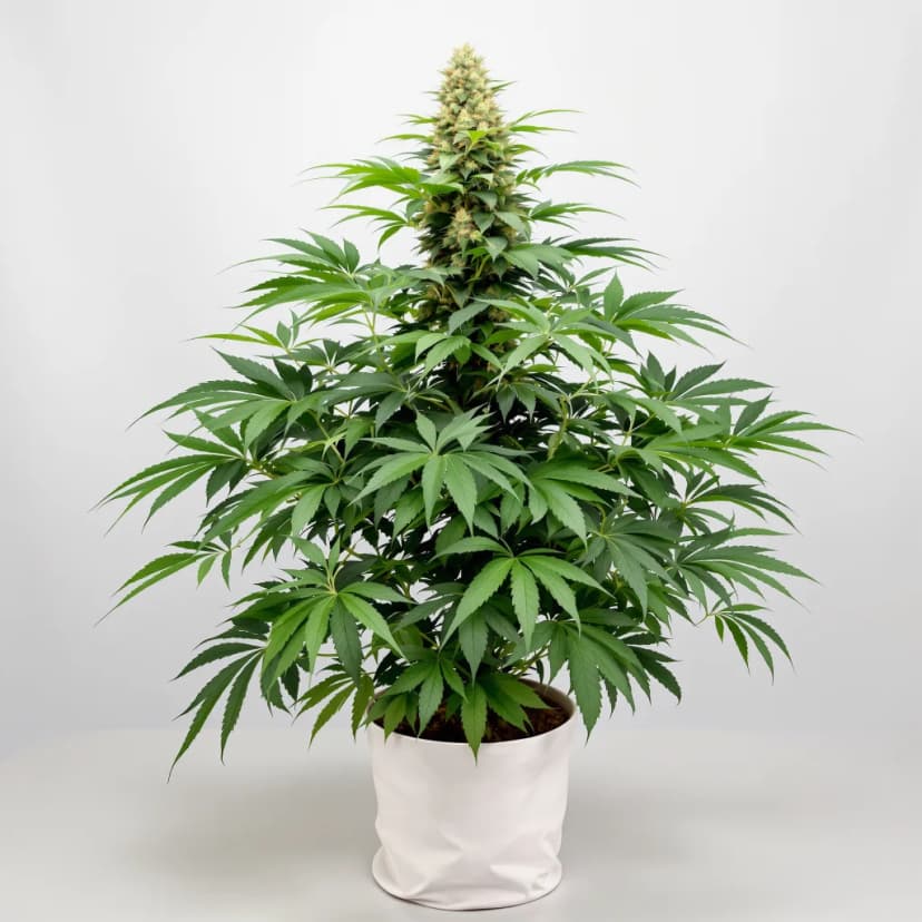 Banana Kush feminized cannabis plant