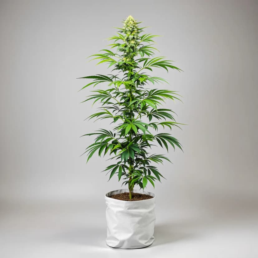 Bandana feminized cannabis plant