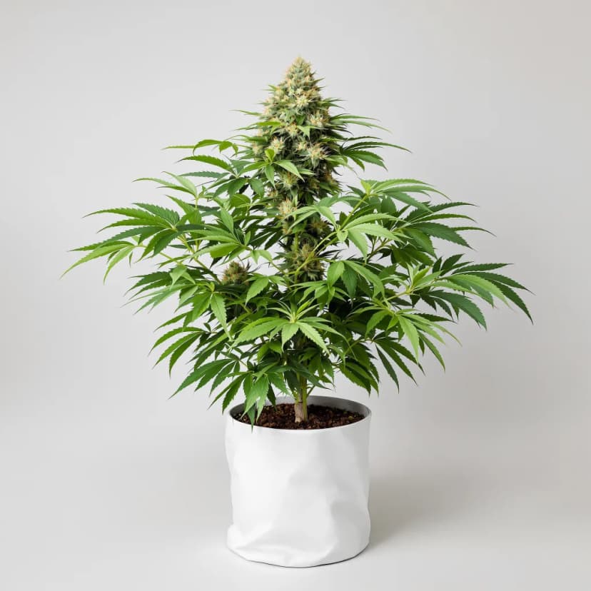 Bay Dream feminized cannabis plant
