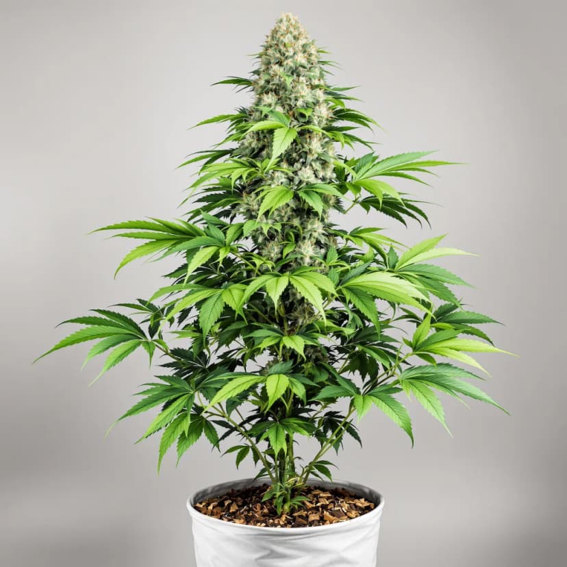 BCN Diesel CBD feminized cannabis plant