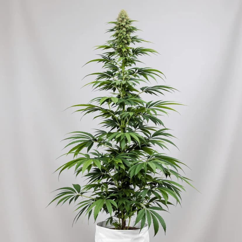 Bear Dance autoflower cannabis plant