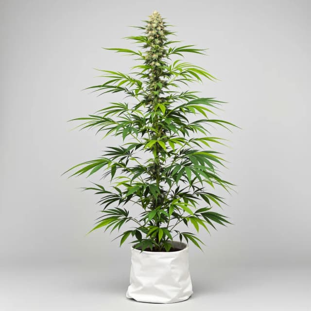 Berner's Cookies cannabis seeds packaging, Royal King Seeds USA