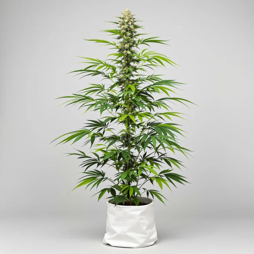 Berner's Cookies autoflower cannabis plant