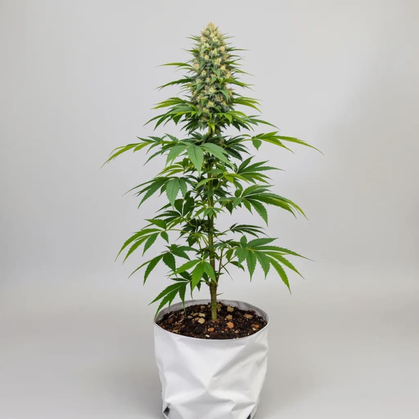 Berry Noir feminized cannabis plant