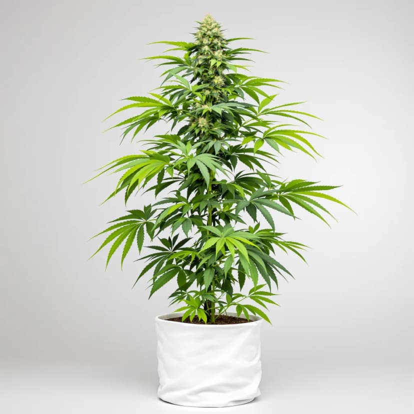 Berry White feminized cannabis plant