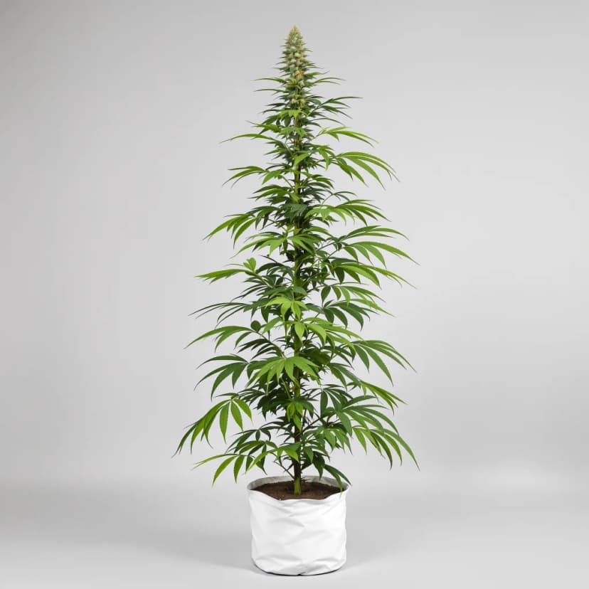 Bianca feminized cannabis plant