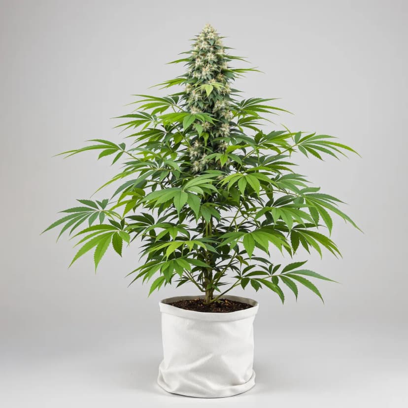 Big Bud feminized cannabis plant