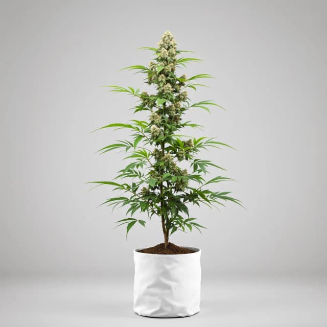 Big Devil autoflower cannabis plant