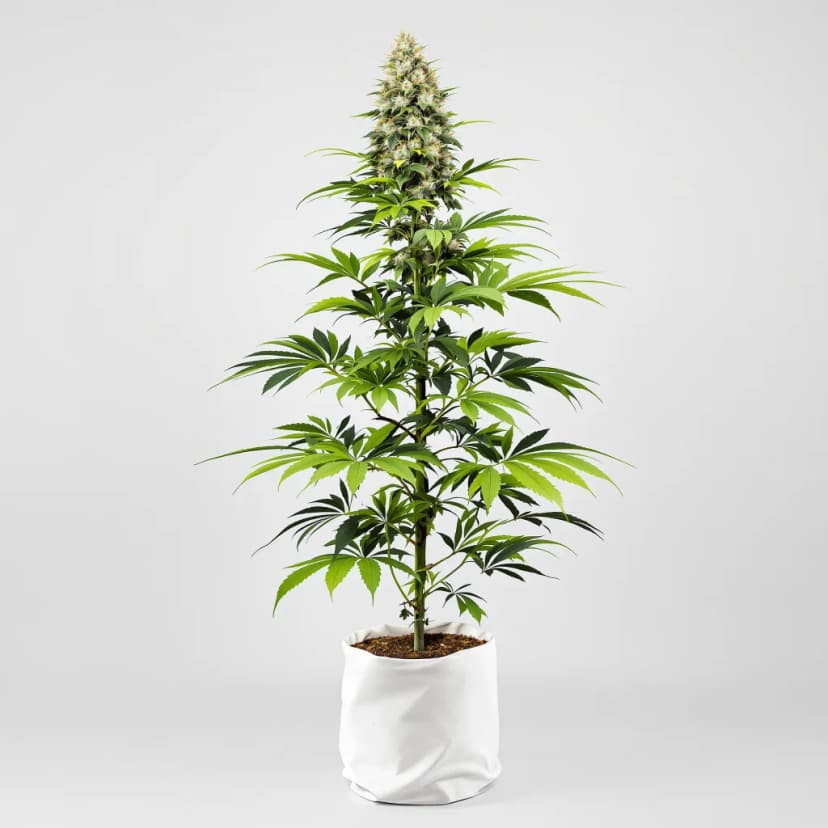 Big Devil feminized cannabis plant