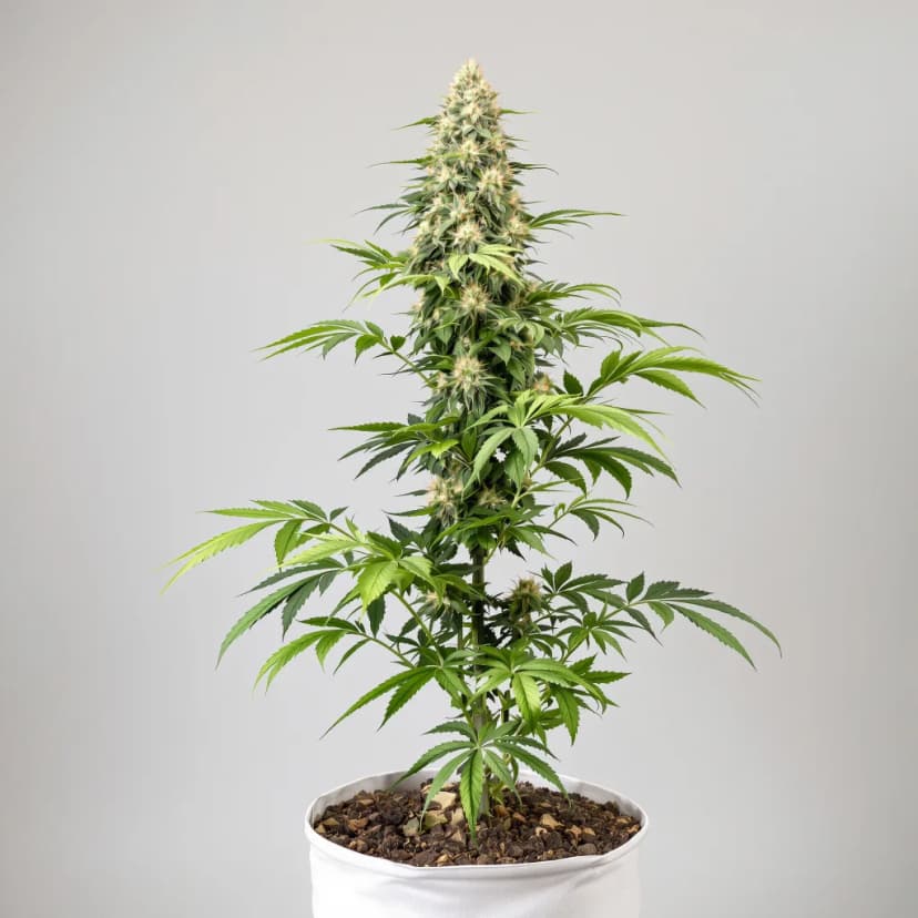 Big Kush feminized cannabis plant