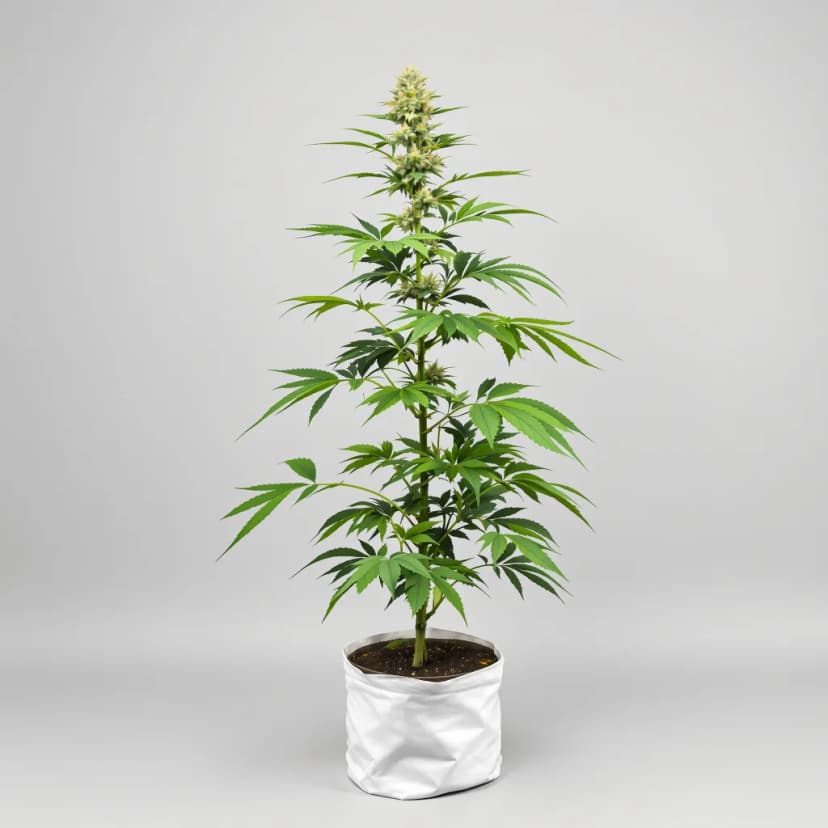 Big Smooth feminized cannabis plant