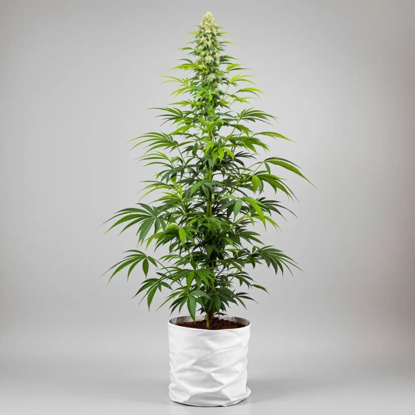 Big Sticky feminized cannabis plant