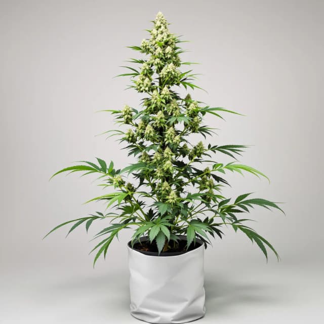 Bio Diesel feminized cannabis plant