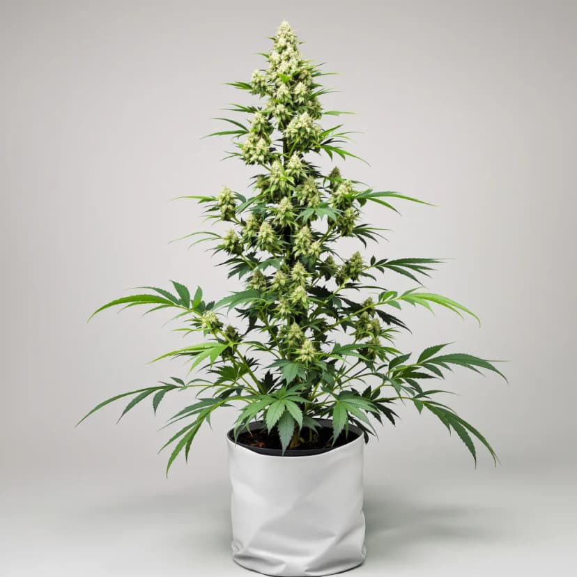 Bio Diesel feminized cannabis plant