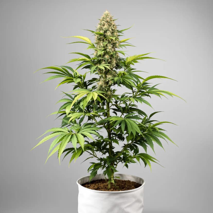 Birthday Cake Kush feminized cannabis plant