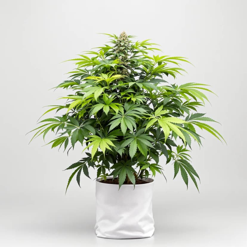 Black 84 feminized cannabis plant