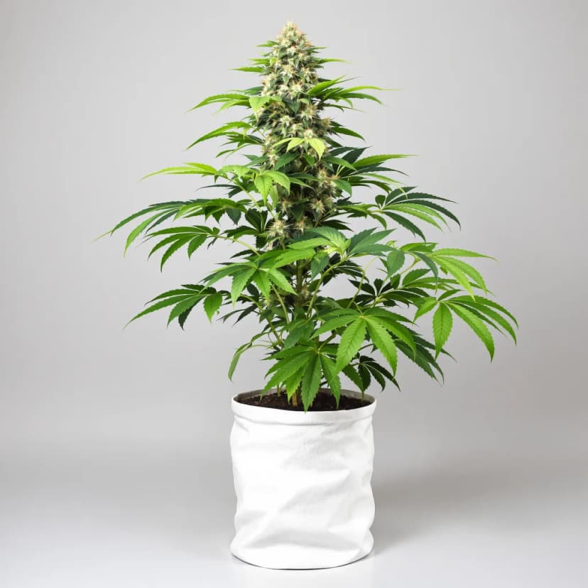Black Afghan feminized cannabis plant