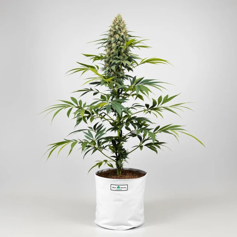 Black Betty feminized cannabis plant