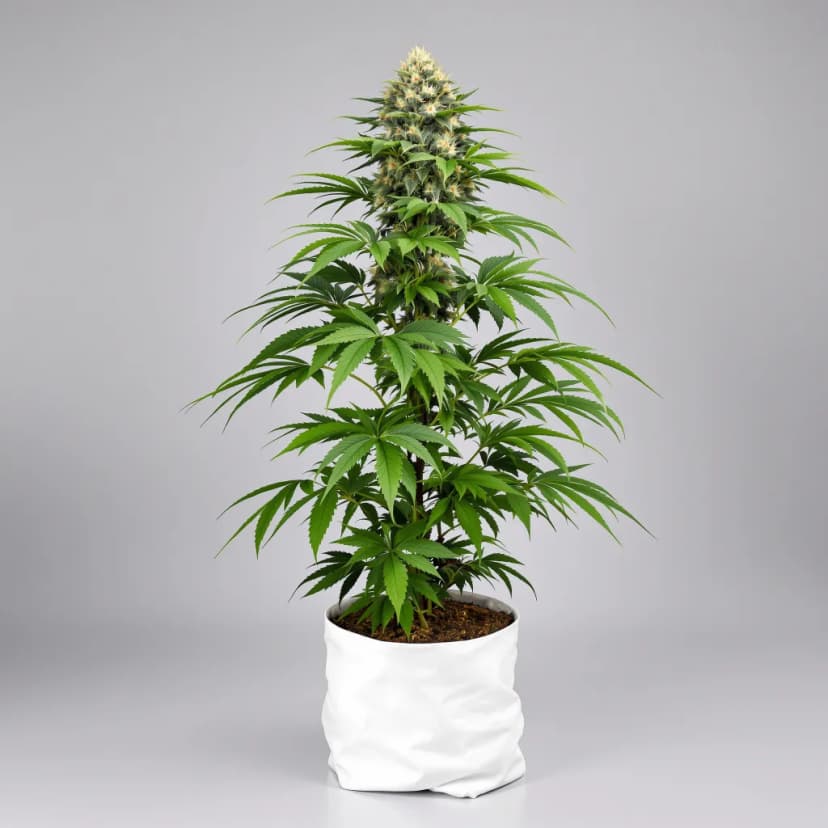 Black Bubba feminized cannabis plant