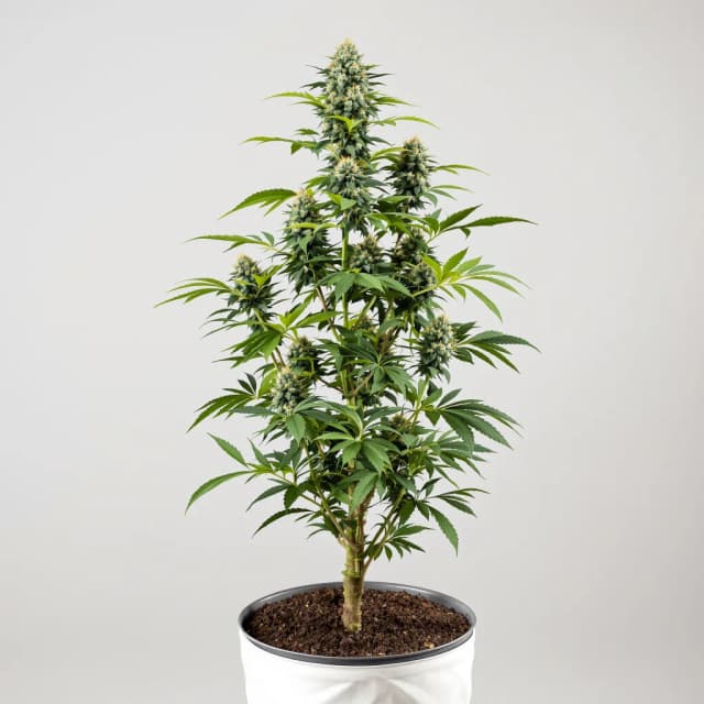 Black Diamond feminized cannabis plant