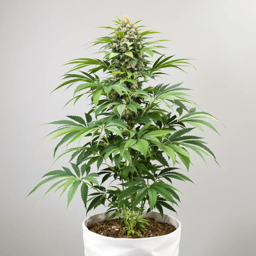 Black Domina feminized cannabis plant