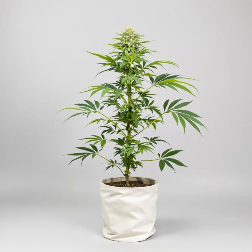 Black Ice feminized cannabis plant