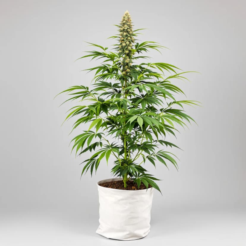 Black Jack feminized cannabis plant